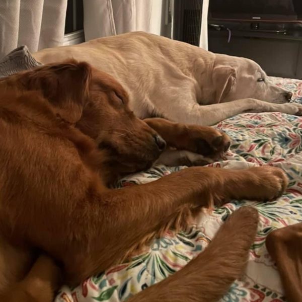 two labs on bed