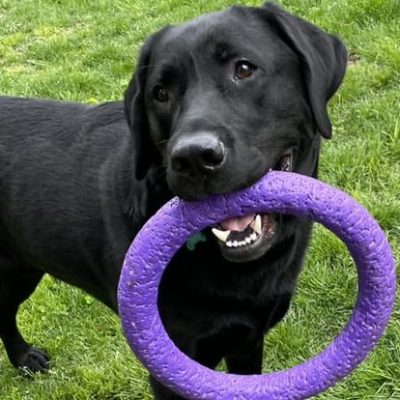 kalamazoo area dog sitting