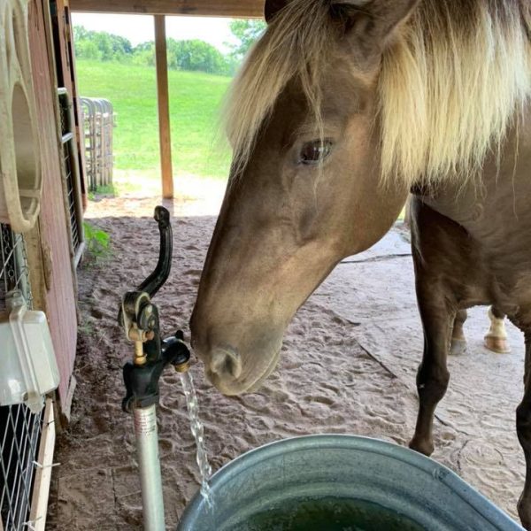 horse drinking water