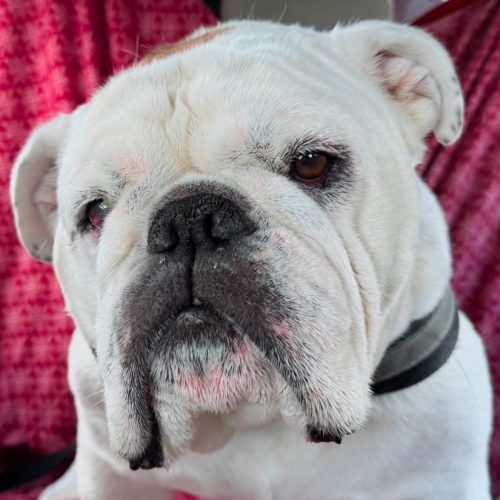 kalamazoo area pet transportation and taxi